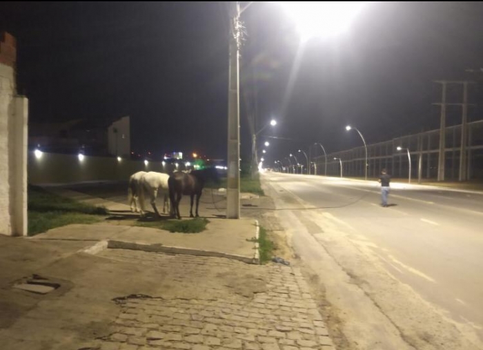 Durante nove meses, quase 500 animais de grande porte foram retirados das ruas em Petrolina