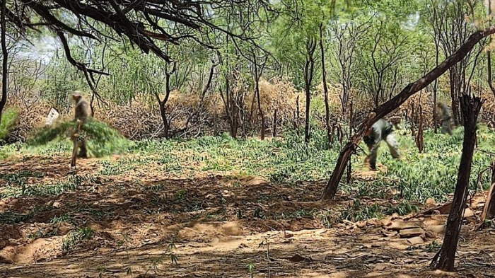 Curaçá: 57 mil pés de maconha são erradicados em operação Terra Limpa