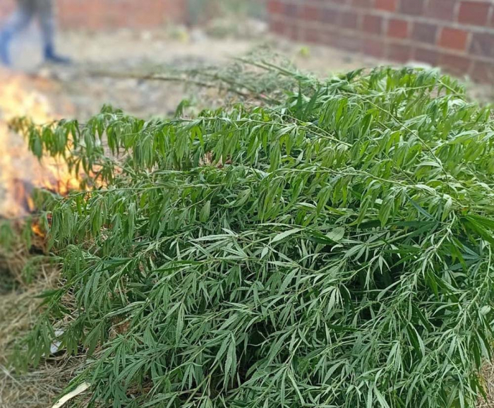 Plantação de maconha é incinerada na área urbana de Juazeiro 