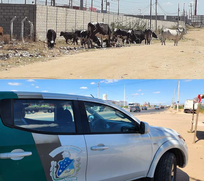 Juazeiro intensifica fiscalização de animais de grande porte em áreas públicas