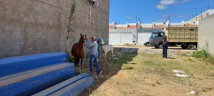 Juazeiro intensifica fiscalização de animais soltos nas ruas